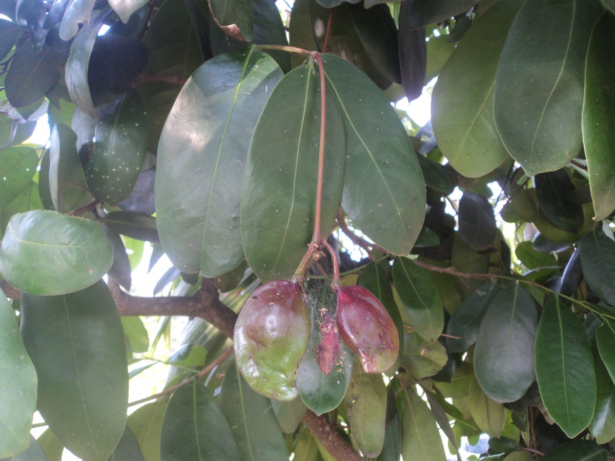 Quassia indica (Gaertn.) Noot.